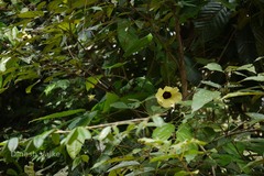 Hibiscus hispidissimus
